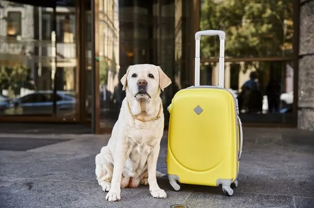 Pet Summer Planning: Boarding, Pet-Friendly Travel, and Vaccination Timelines